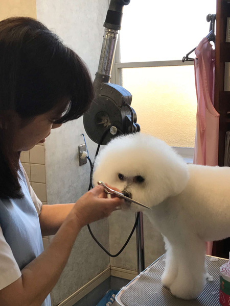 千葉県八街市　矢野どうぶつ病院　求人情報　動物看護師　トリマー　画像001