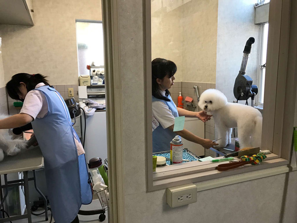 千葉県八街市　矢野どうぶつ病院　求人情報　動物看護師　トリマー　画像006