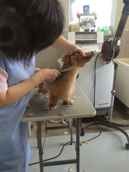 千葉県八街市　矢野どうぶつ病院　求人情報　動物看護師　トリマー　画像015