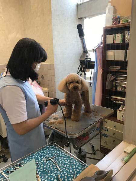 千葉県八街市　矢野どうぶつ病院　求人情報　動物看護師　トリマー　画像016