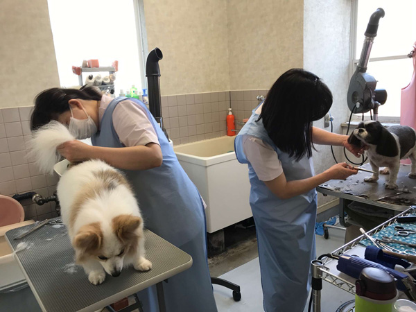 千葉県八街市　矢野どうぶつ病院　求人情報　動物看護師　トリマー　画像010