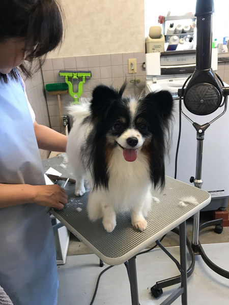 千葉県八街市　矢野どうぶつ病院　求人情報　動物看護師　トリマー　画像019