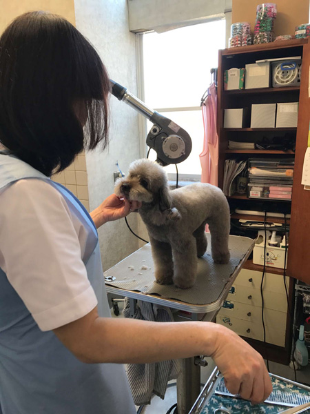 千葉県八街市　矢野どうぶつ病院　求人情報　動物看護師　トリマー　画像001