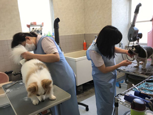 千葉県八街市　矢野どうぶつ病院　求人情報　動物看護師　トリマー　画像025